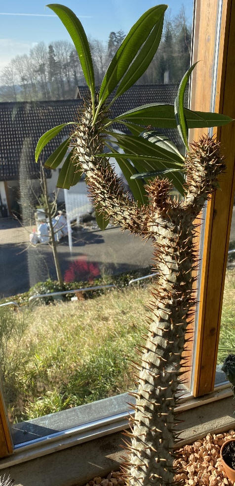 Madagaskarpalme � Pachypodium Lamerei