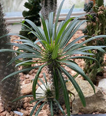Madagaskarpalme 