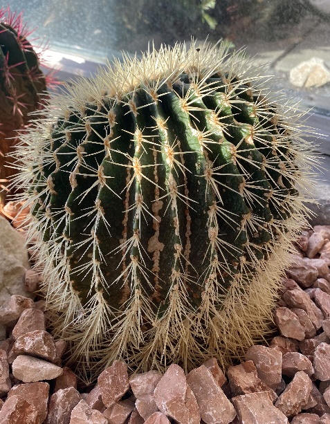 Schwiegermutterstuhl