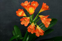 Clivia