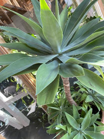 Schwanenhalsagave