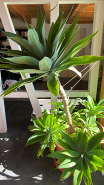 Schwanenhals Okt2020