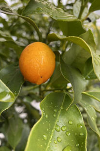 Kumquat