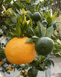 Calamondin