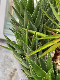 Aloe brevifolia