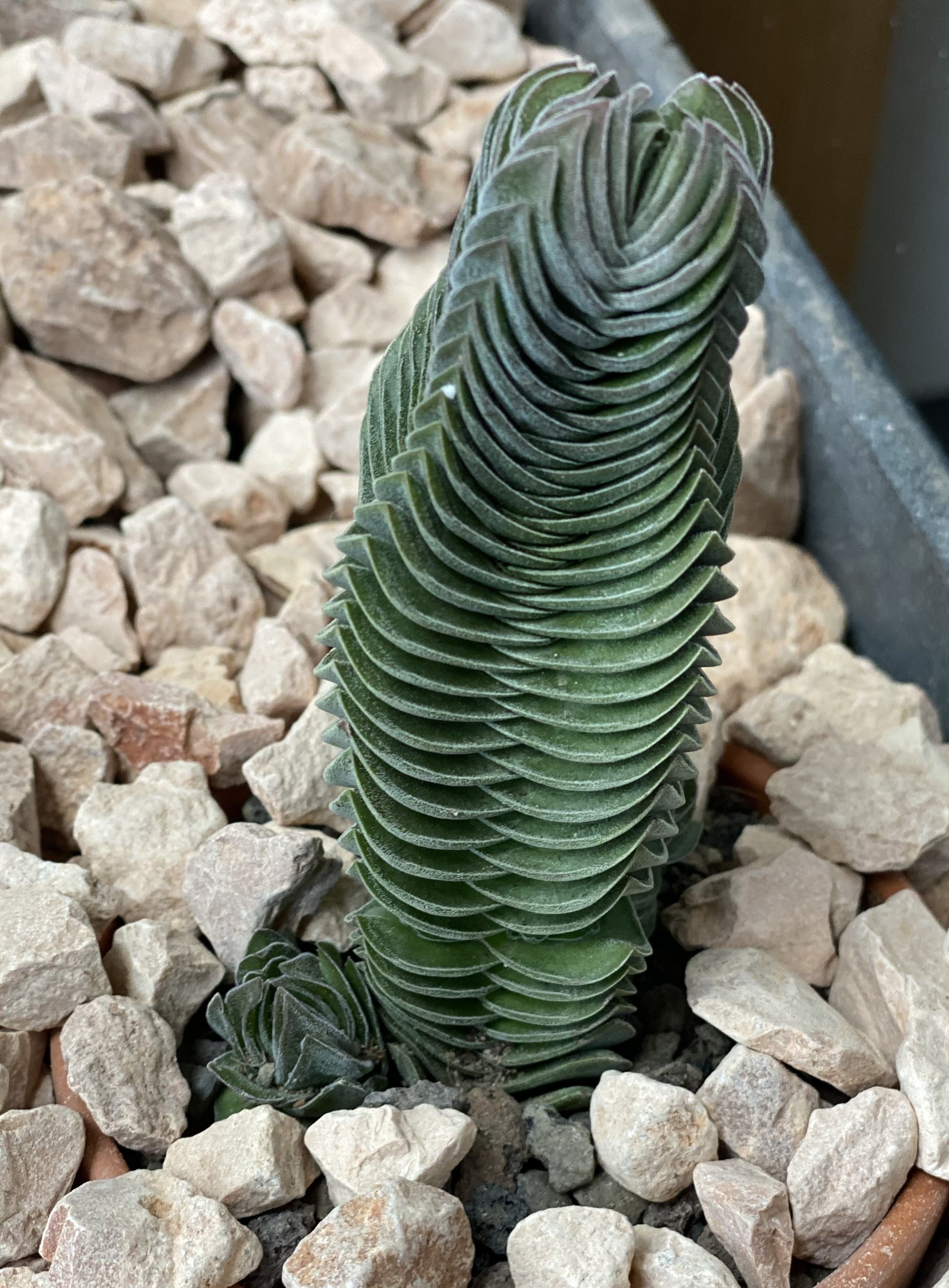 Crassula Buddas Temple
