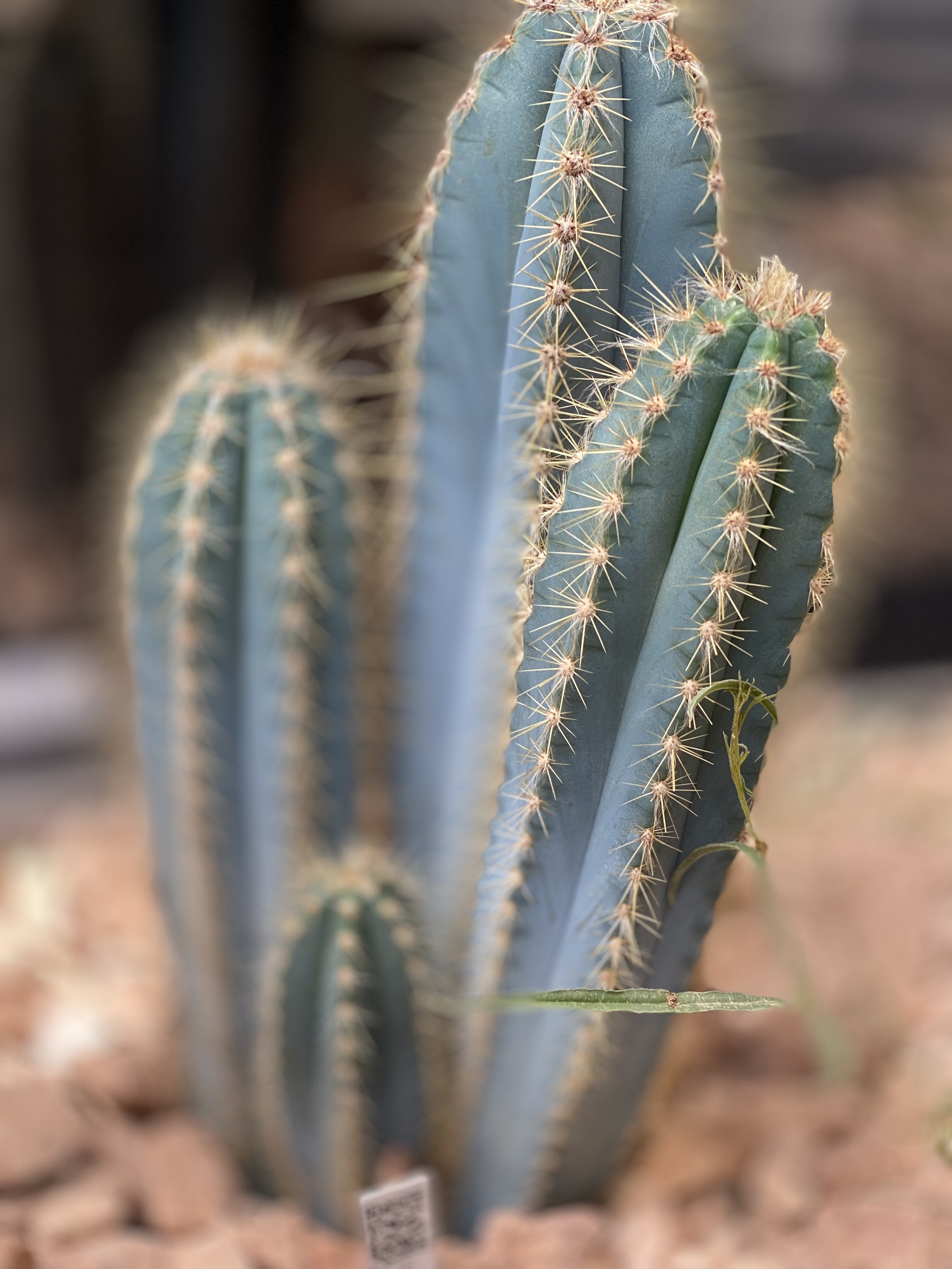 Pilosocereus